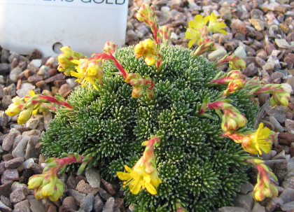 Saxifraga 'Fosters Gold'